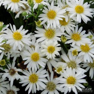 Aster ageratoides Starshine