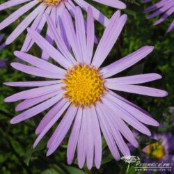 Aster amellus