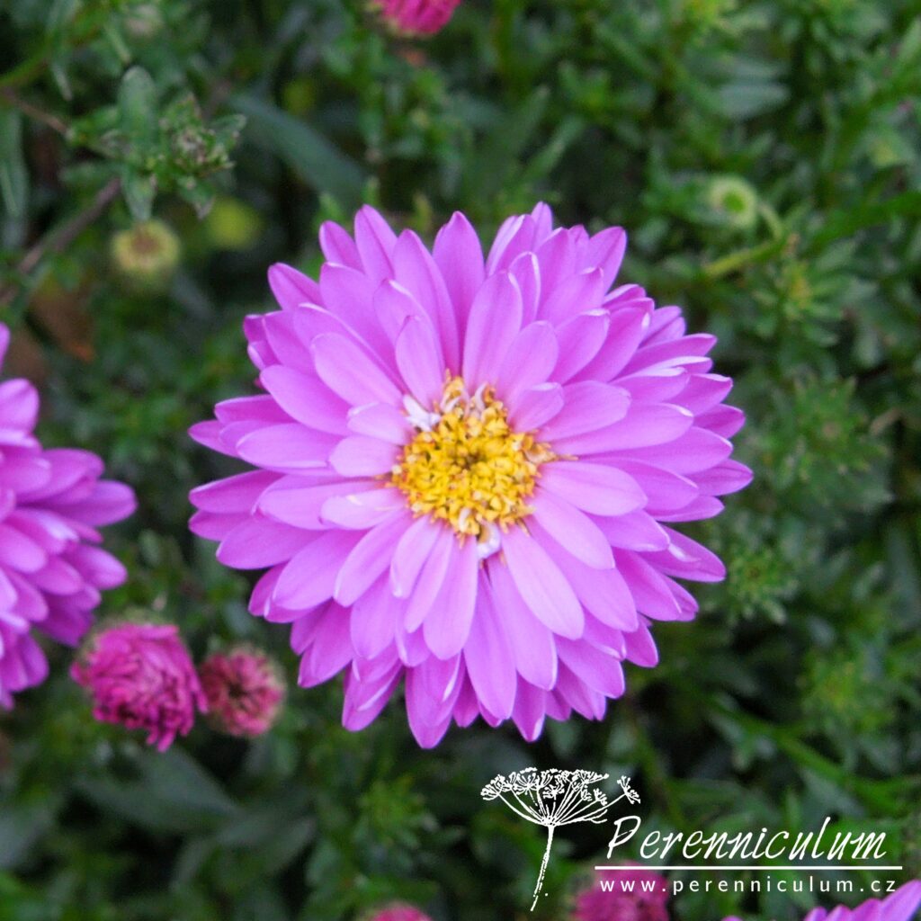 Symphyotrichum novi-belgii 4 symphyotrichum novi-belgii Richness