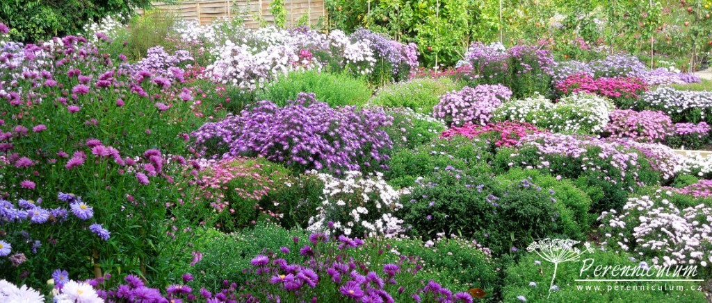 symphyotrichum novi-belgii sbírka