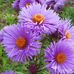 Symphyotrichum novae-angliae