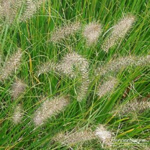 Pennisetum alopecuroides Hameln