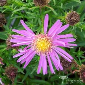 Symphyotrichum dumosus Anneke