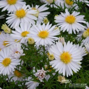 Symphyotrichum dumosus Apollo