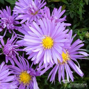 Symphyotrichum dumosus Blaue Lagune