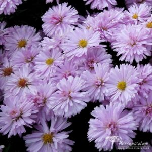 Symphyotrichum dumosus Chartterbox