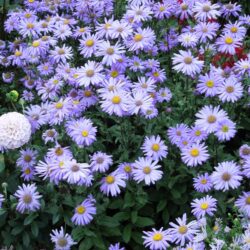 Symphyotrichum dumosus Prof. Anton Kippenberg