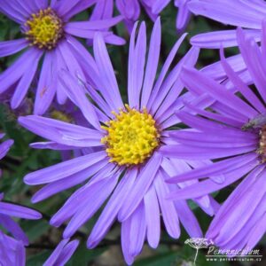 Symphyotrichum dumosus Silberblaukissen