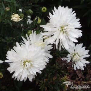 Symphyotrichum dumosus Snowsprite