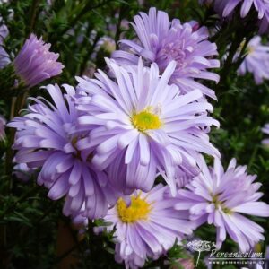 Symphyotrichum novi-belgii Anita Ballard