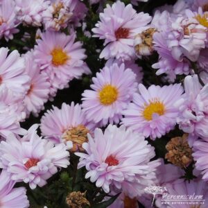 Symphyotrichum novi-belgii Anita Webb