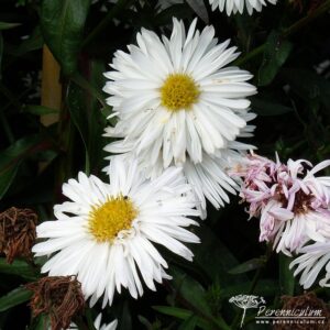 Symphyotrichum novi-belgii Boningale White