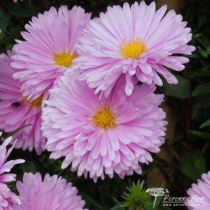 Symphyotrichum novi-belgii Coombe Margaret