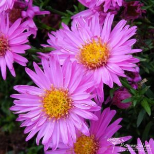 Symphyotrichum novi-belgii Dandy