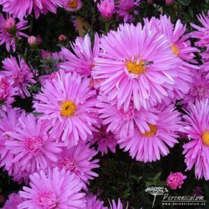 Symphyotrichum novi-belgii Dolly