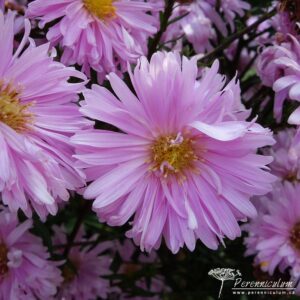 Symphyotrichum novi-belgii Flamingo