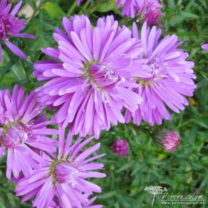 Symphyotrichum novi-belgii Fuldatal