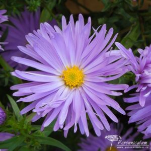 Symphyotrichum novi-belgii Gayborder Blue