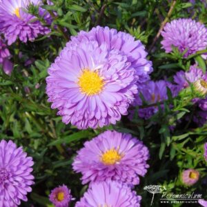 Symphyotrichum novi-belgii Gurney Slade