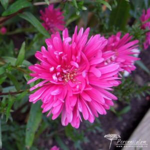 Symphyotrichum novi-belgii Janet Watts