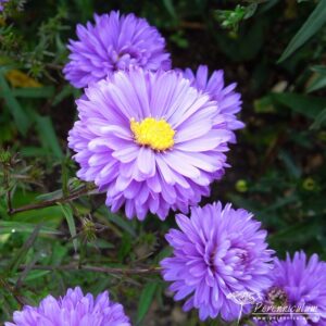 Symphyotrichum novi-belgii Marie Ann Neil