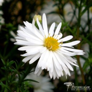 Symphyotrichum novi-belgii Mount Everest