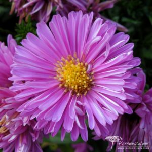 Symphyotrichum novi-belgii Patricia Ballard