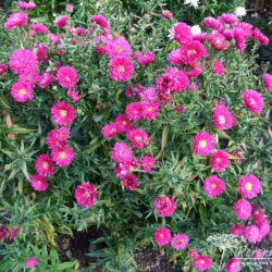 Symphyotrichum novi-belgii Peter Chiswell