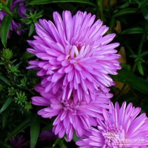 Symphyotrichum novi-belgii Pride of Cornwall