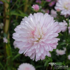 Symphyotrichum novi-belgii Priory Blush