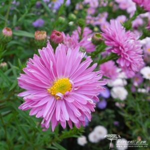 Symphyotrichum novi-belgii Ralph Picton