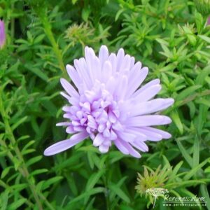 Symphyotrichum novi-belgii Remembrance