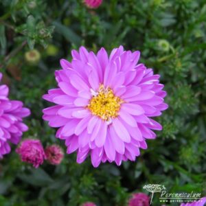 Symphyotrichum novi-belgii Richness