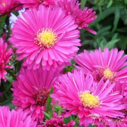 Symphyotrichum novi-belgii