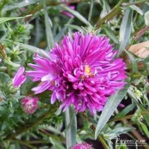 Symphyotrichum novi-belgii Thundercloud