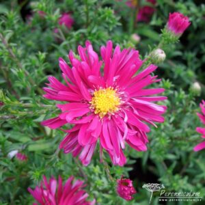 Symphyotrichum novi-belgii Winston S. Churchill