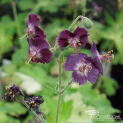 Geranium phaeum