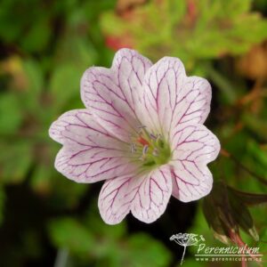 Geranium x oxonianum Walter's Gift