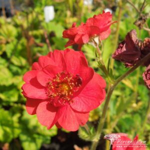 Geum Blazing Sunset