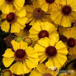 Helenium