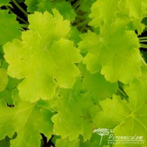 Heuchera Lime Rickey