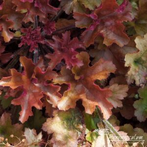 Heuchera Marmelade