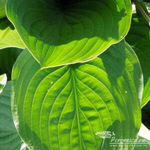 Hosta Krossa Regal