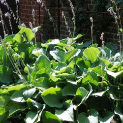 Hosta Krossa Regal