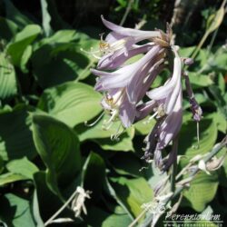 Hosta Krossa Regal