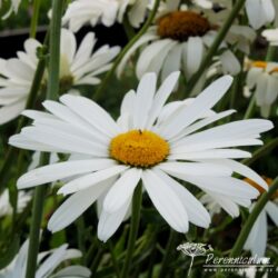 Leucanthemum × superbum