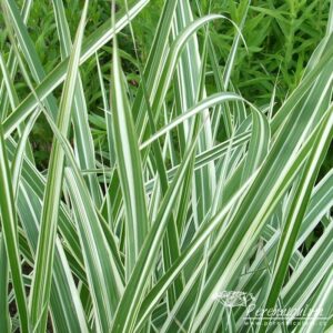 Miscanthus sinensis var. condensatus Cosmopolitan