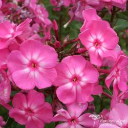 Phlox paniculata