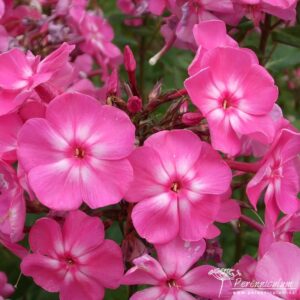 Phlox paniculata Little Princess