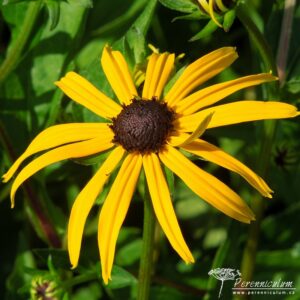 Rudbeckia fulgida var sullivantii Goldsturm